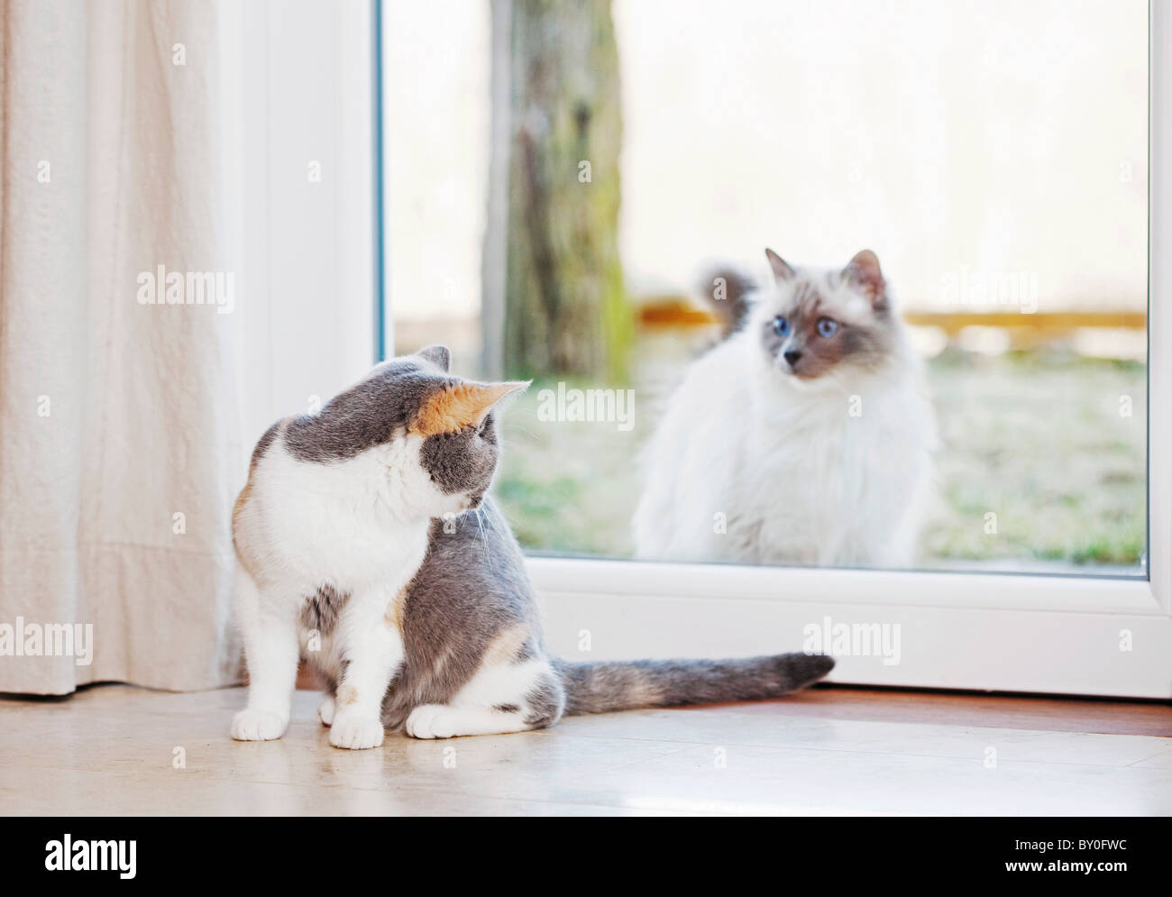 Young British Shorthair cat guardando gatto Sacri di Birmania attraverso la finestra Foto Stock
