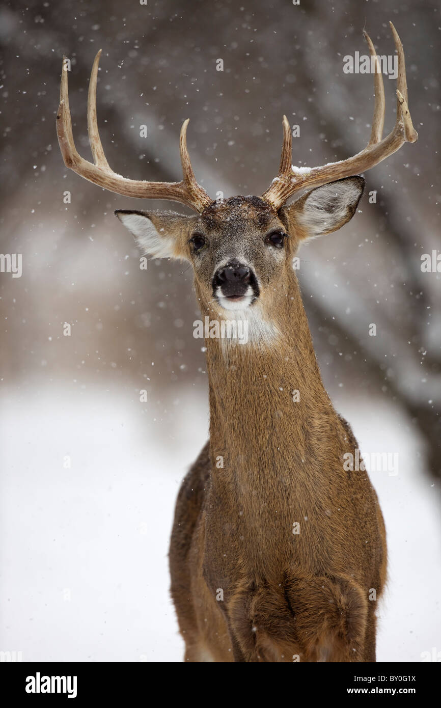 White-Tailed Deer (Odocoileus virginianus) New York - Buck - nella neve Foto Stock