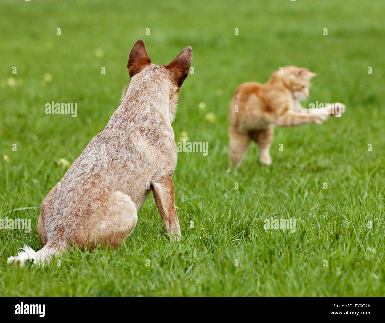 Miniature pinscher guardando il gatto domestico Foto Stock