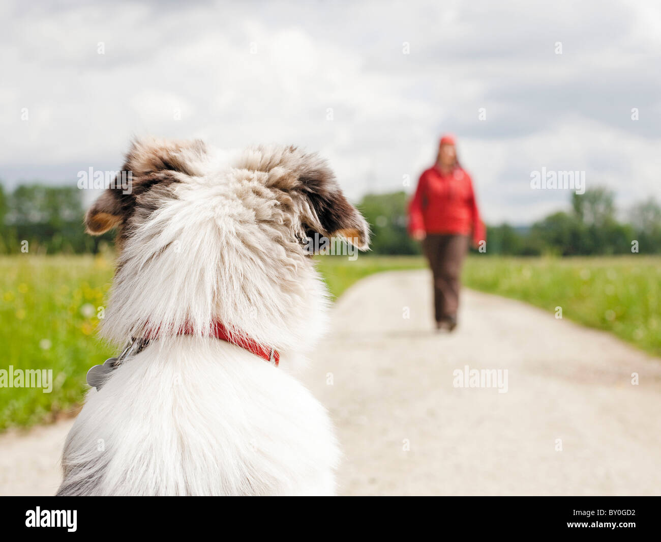 Il giovane Australiano cane pastore guardando passeggino Foto Stock