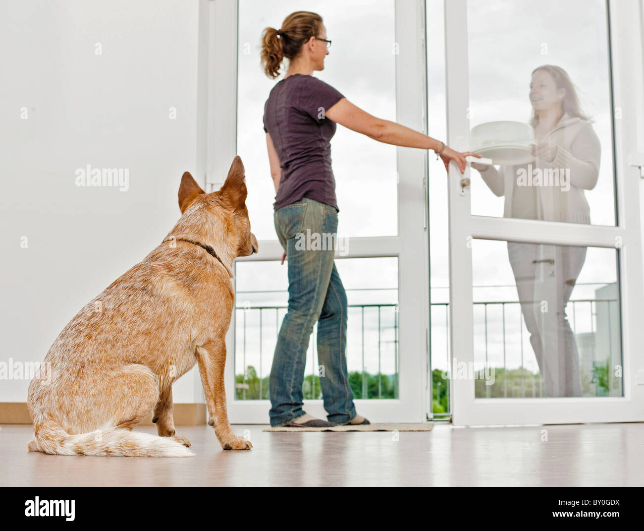 Giovani Miniature pinscher guardare due donne in corrispondenza della porta Foto Stock