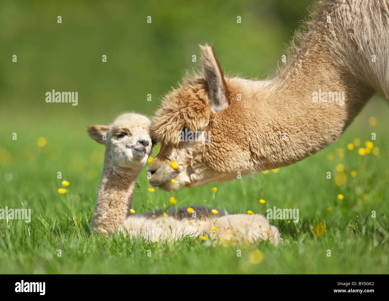 Alpaca (Lama pacos, Vicugna pacos). La madre lo sniffing al giovane su un prato. Germania Foto Stock