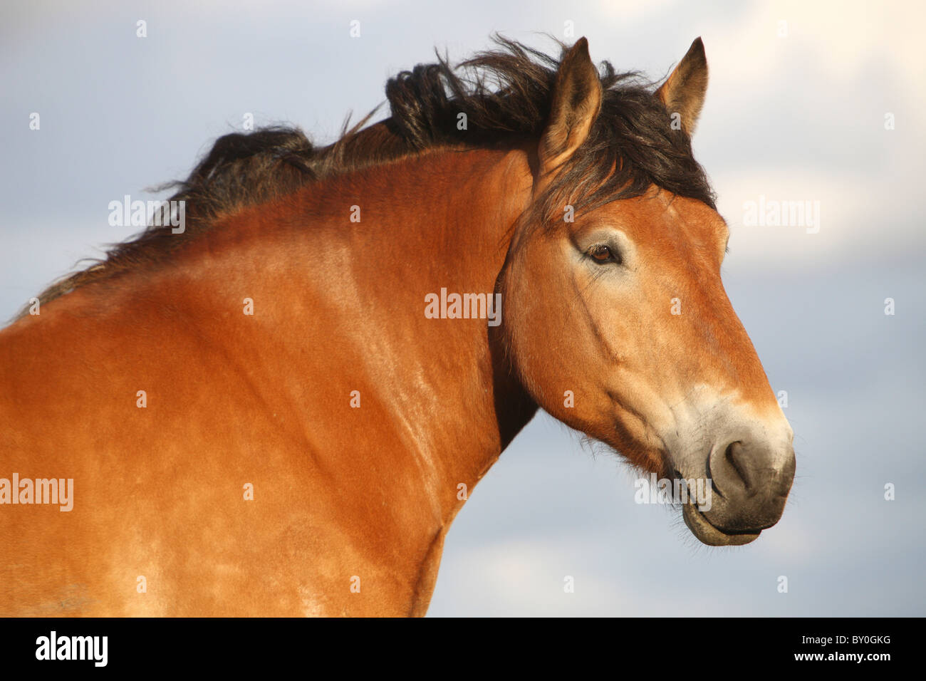 Cavallo Pfalz-Ardenner - Ritratto Foto Stock