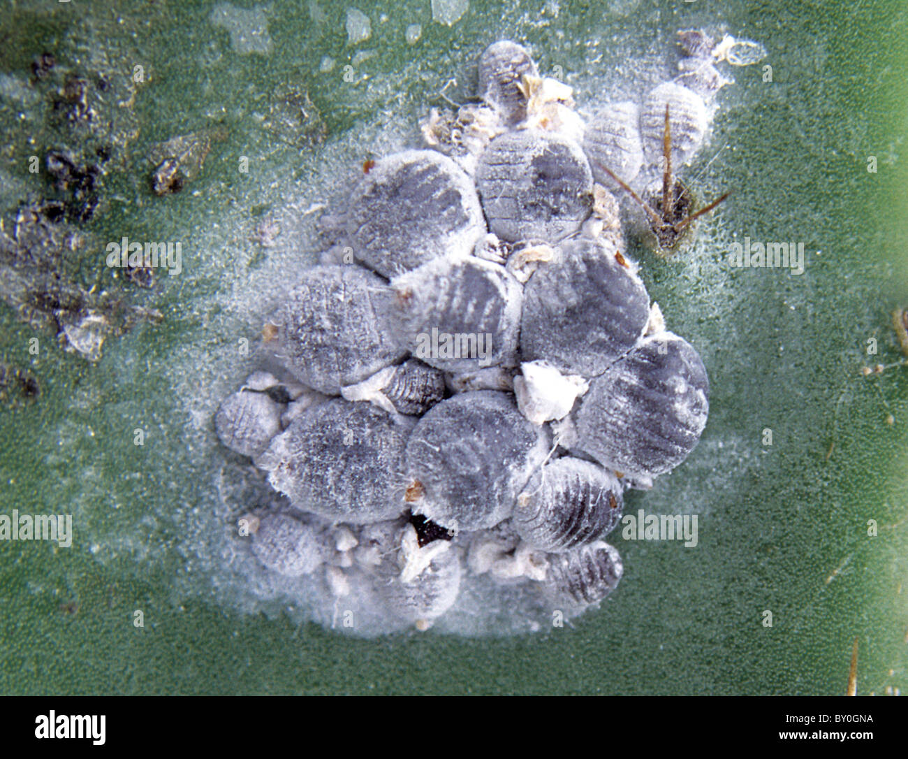 Cocciniglie (Dactylopius coccus) su Opuntia cactus Foto Stock