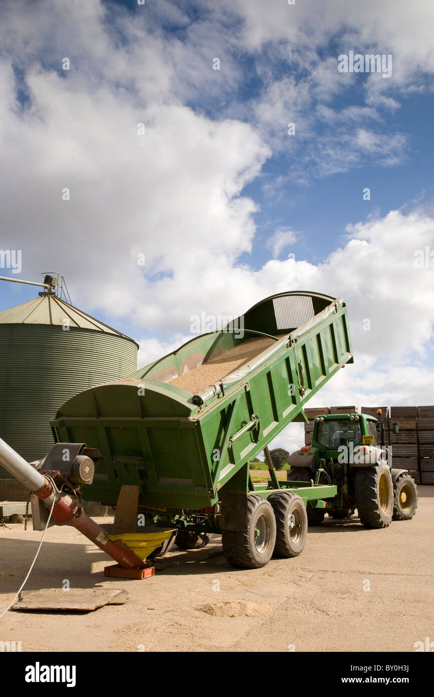 Di una motrice e di un rimorchio di mais di scarico in una coclea per essere immagazzinato in un essiccatore di grano Foto Stock