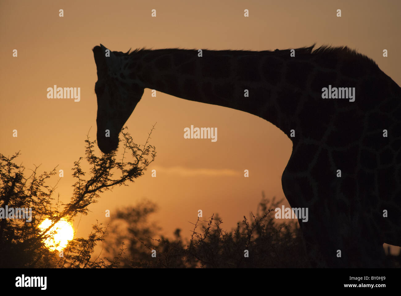 Silhouette di giraffe, Parco di Kruger Foto Stock