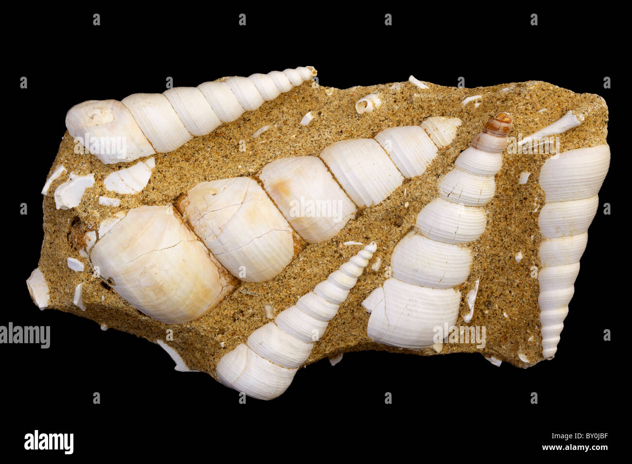 Fossil lumaca di mare (gasteropodi marini) - terebra Turritella - Miocene - Bordeaux - Francia Foto Stock