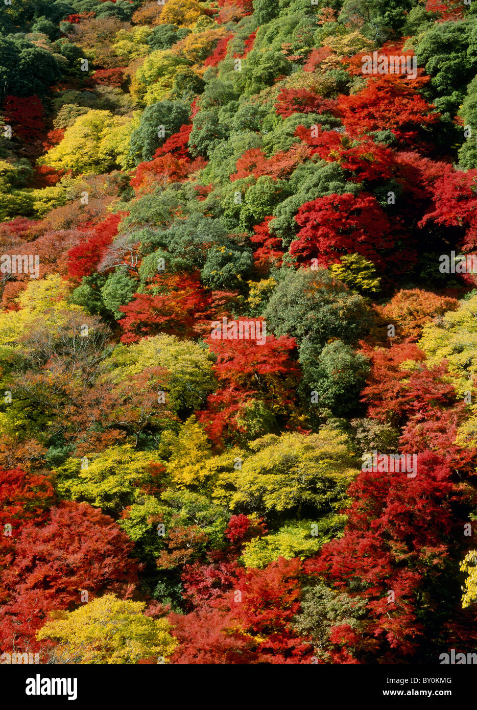 Foglie di autunno di Meiji-no-Mori Minoh Quasi National Park, Minoh, Osaka, Giappone Foto Stock