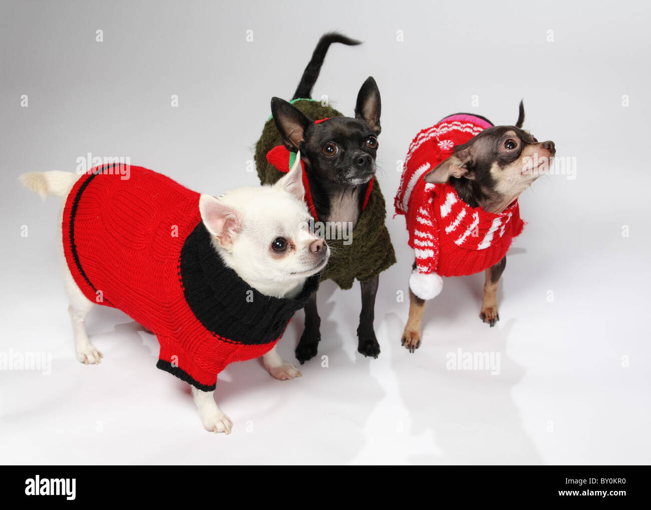 Tre adorabili cani chihuahua indossare abiti in inverno Foto Stock