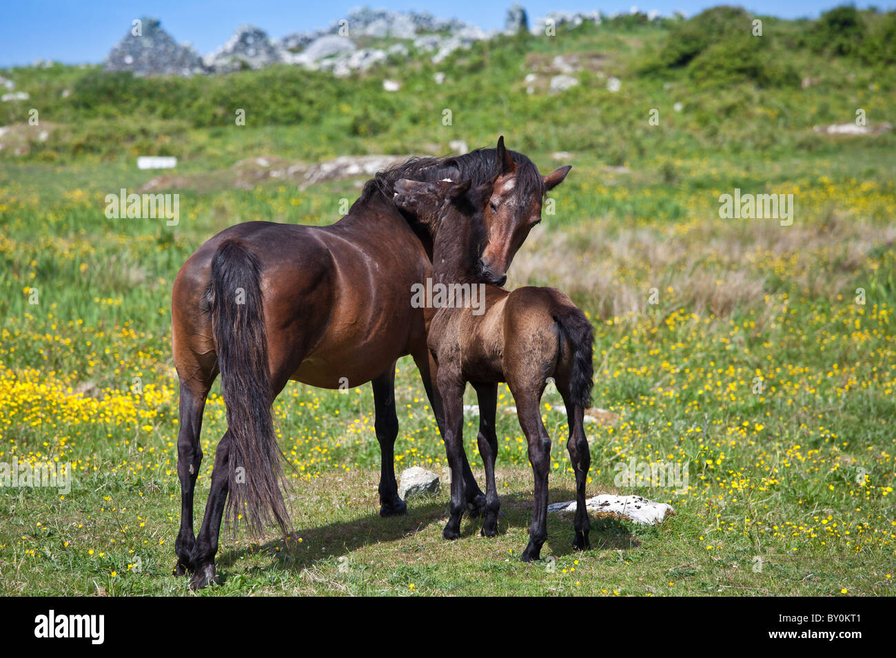 Mare e puledro cavalli purosangue grooming reciproco in buttercup meadow, Connemara, nella contea di Galway, Irlanda Foto Stock