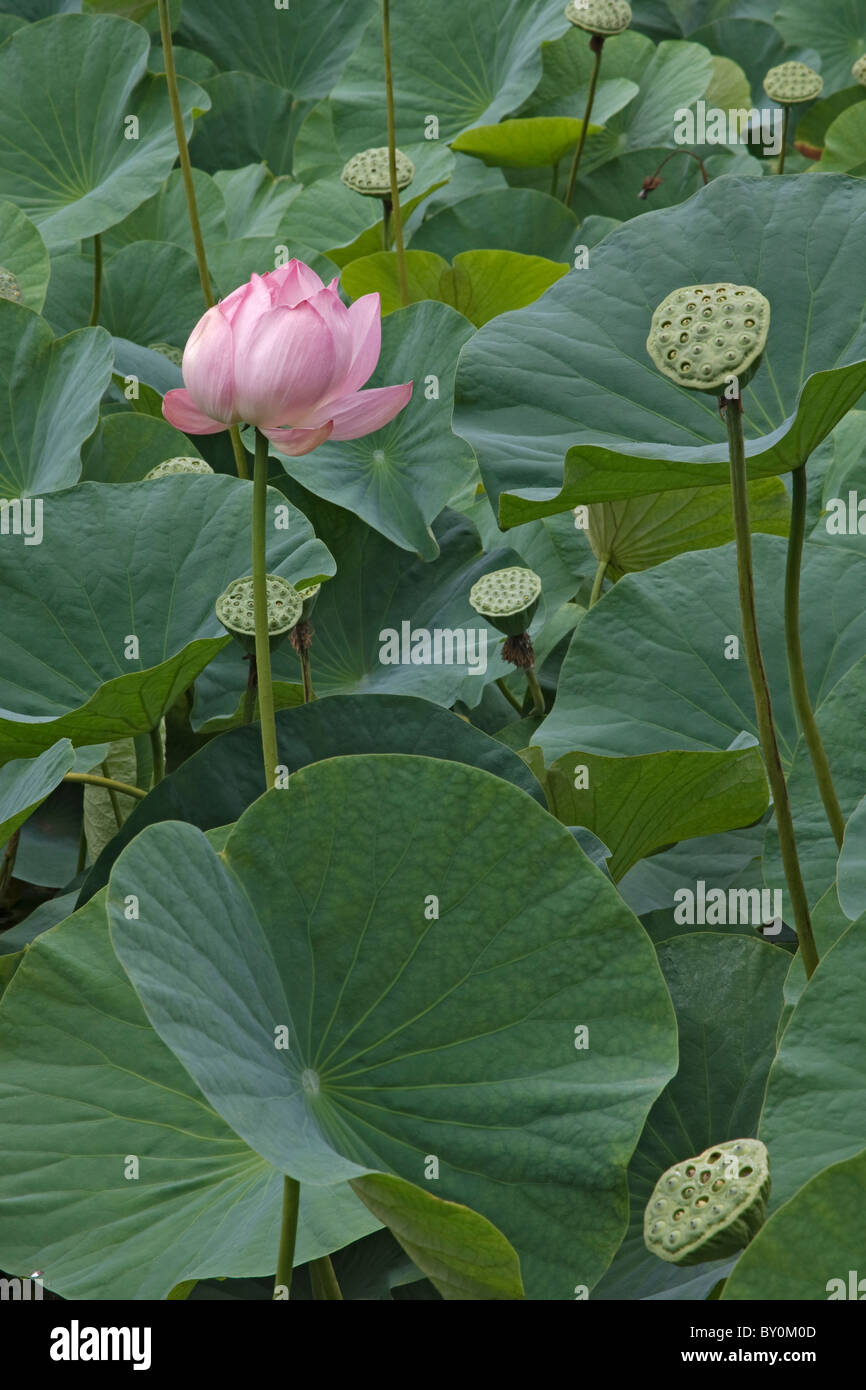 Sacro lotus (Nelumbo nucifera), fiore e seedheads. Noto anche come Indian lotus, fagiolo di India e la rosa dell India Foto Stock