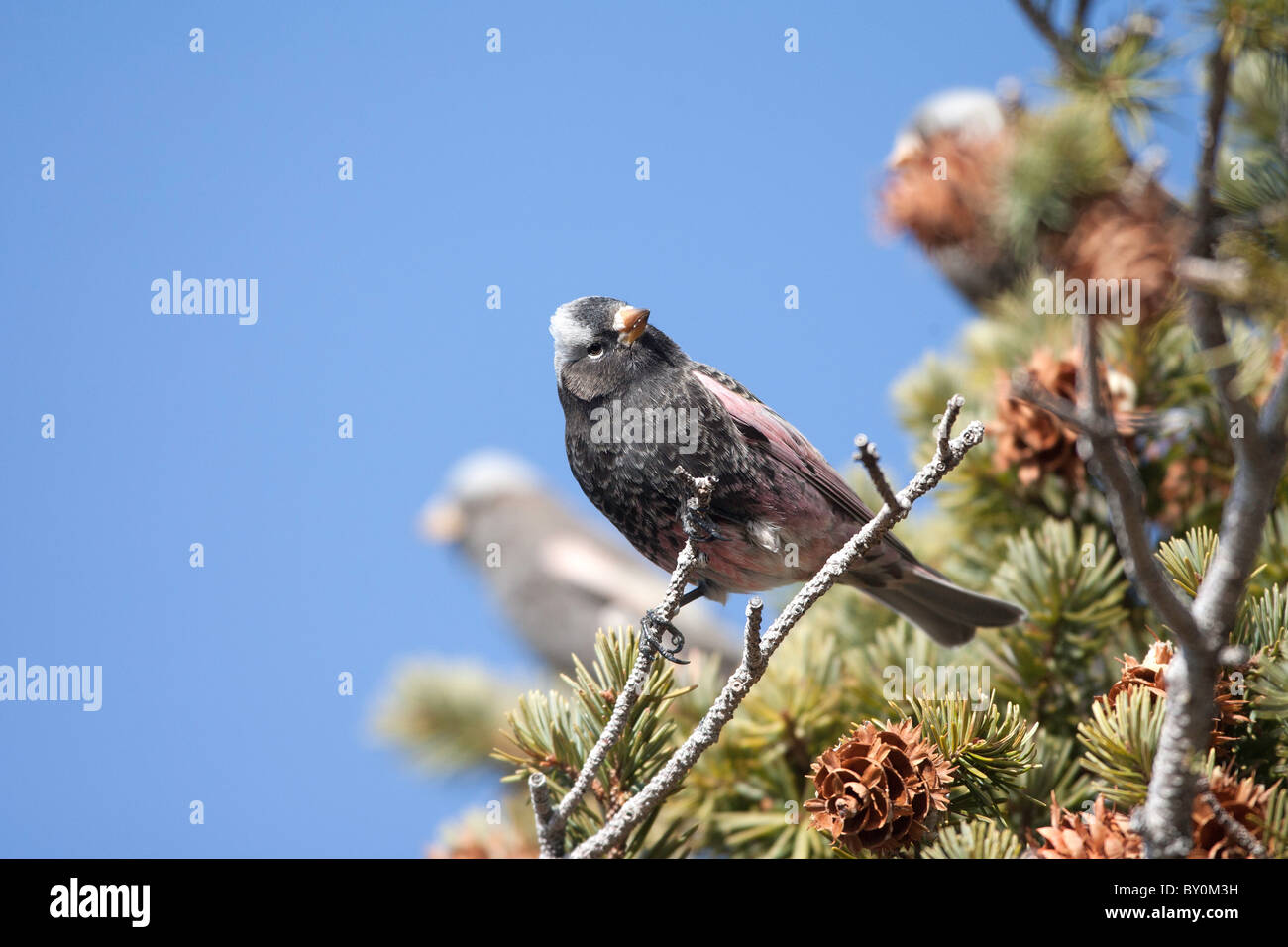 Black Rosy Finch maschio su ramoscello Foto Stock