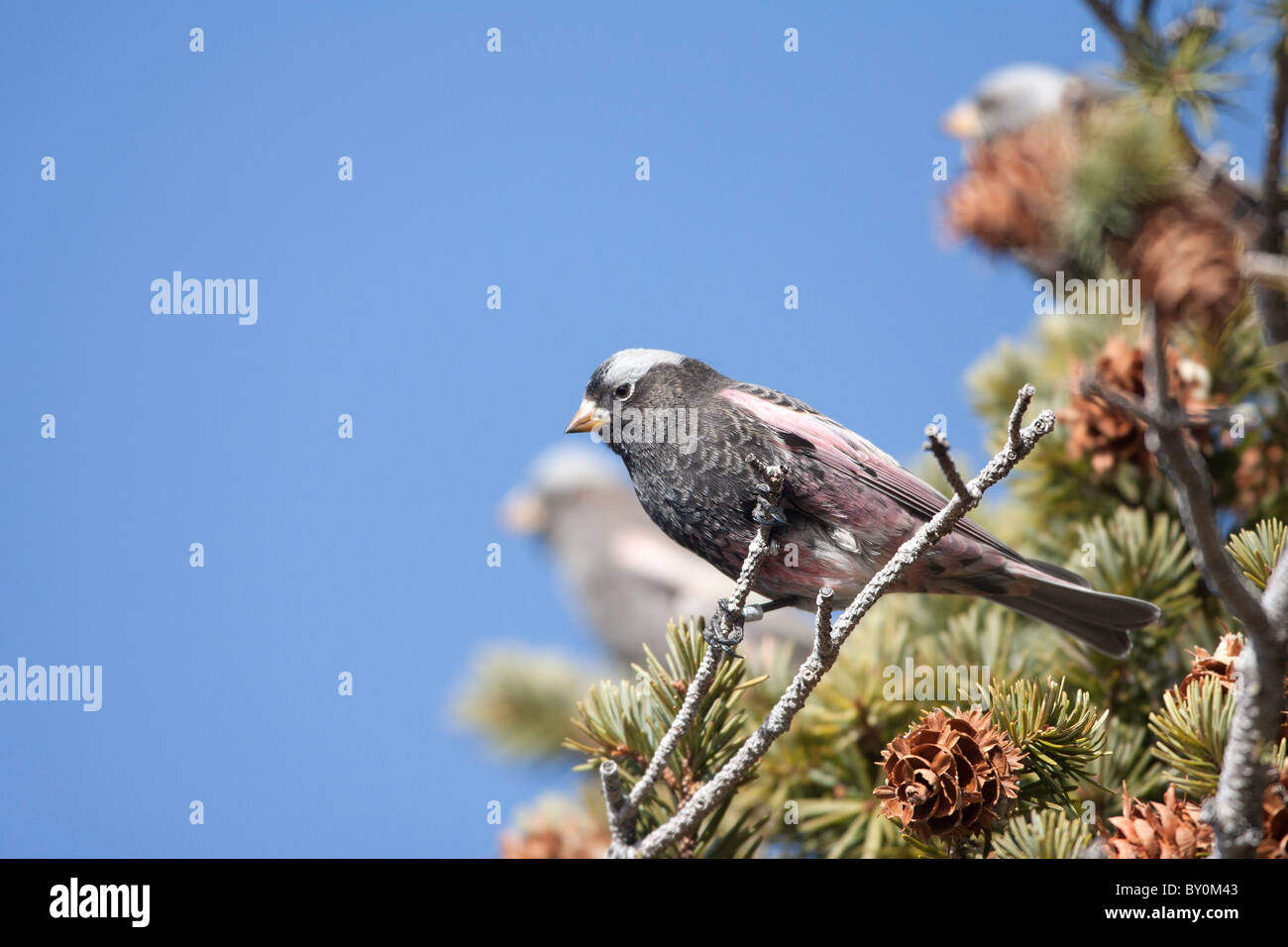 Black Rosy Finch maschio su ramoscello Foto Stock