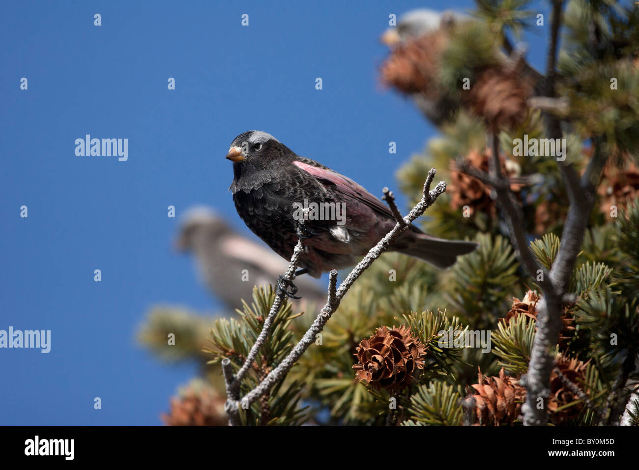 Black Rosy Finch sul ramoscello Foto Stock
