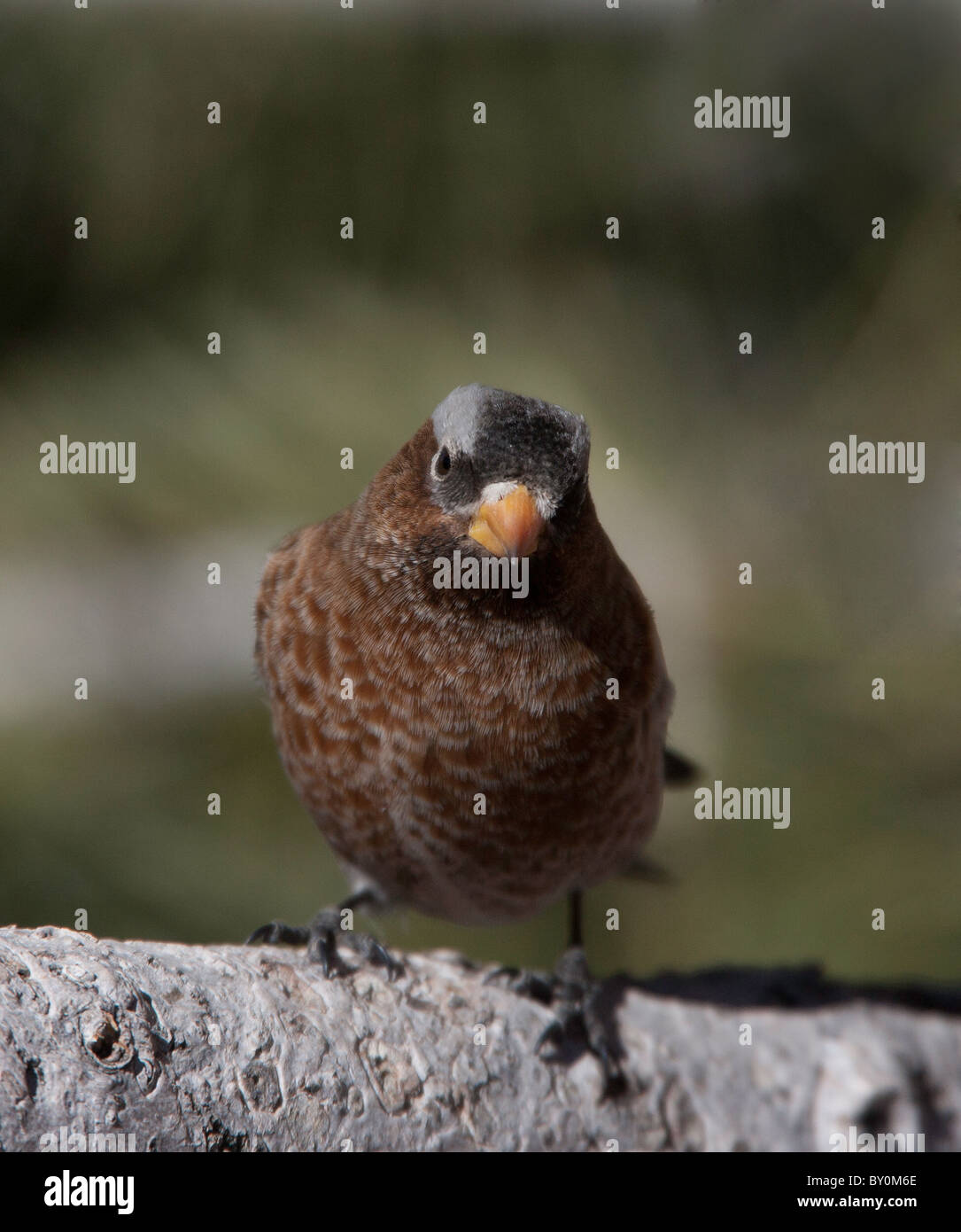 Rosy Finch con corona grigia sul ramoscello Foto Stock
