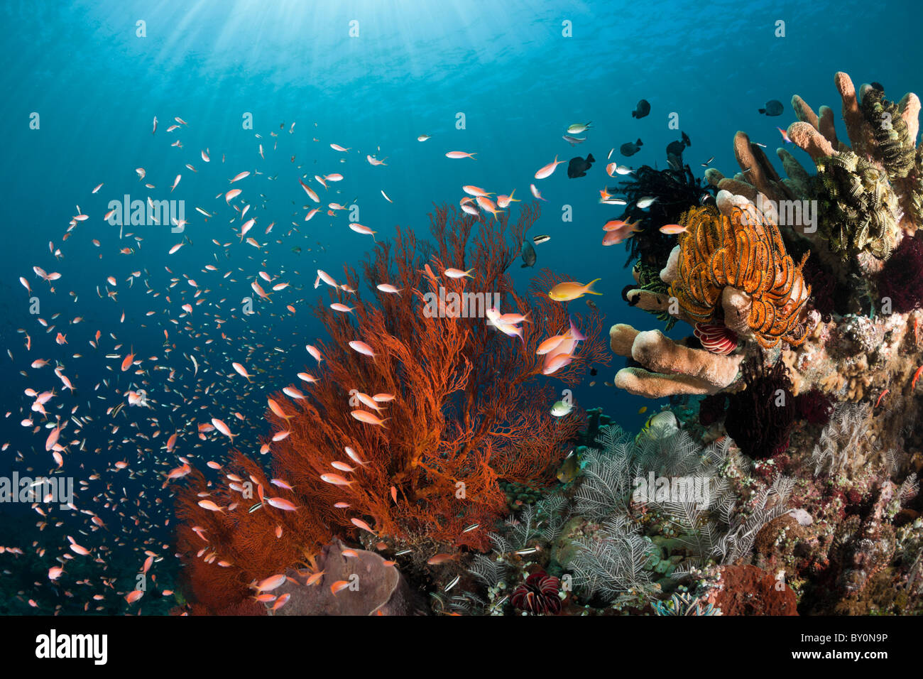Coral Reef, Amed, Bali, Indonesia Foto Stock