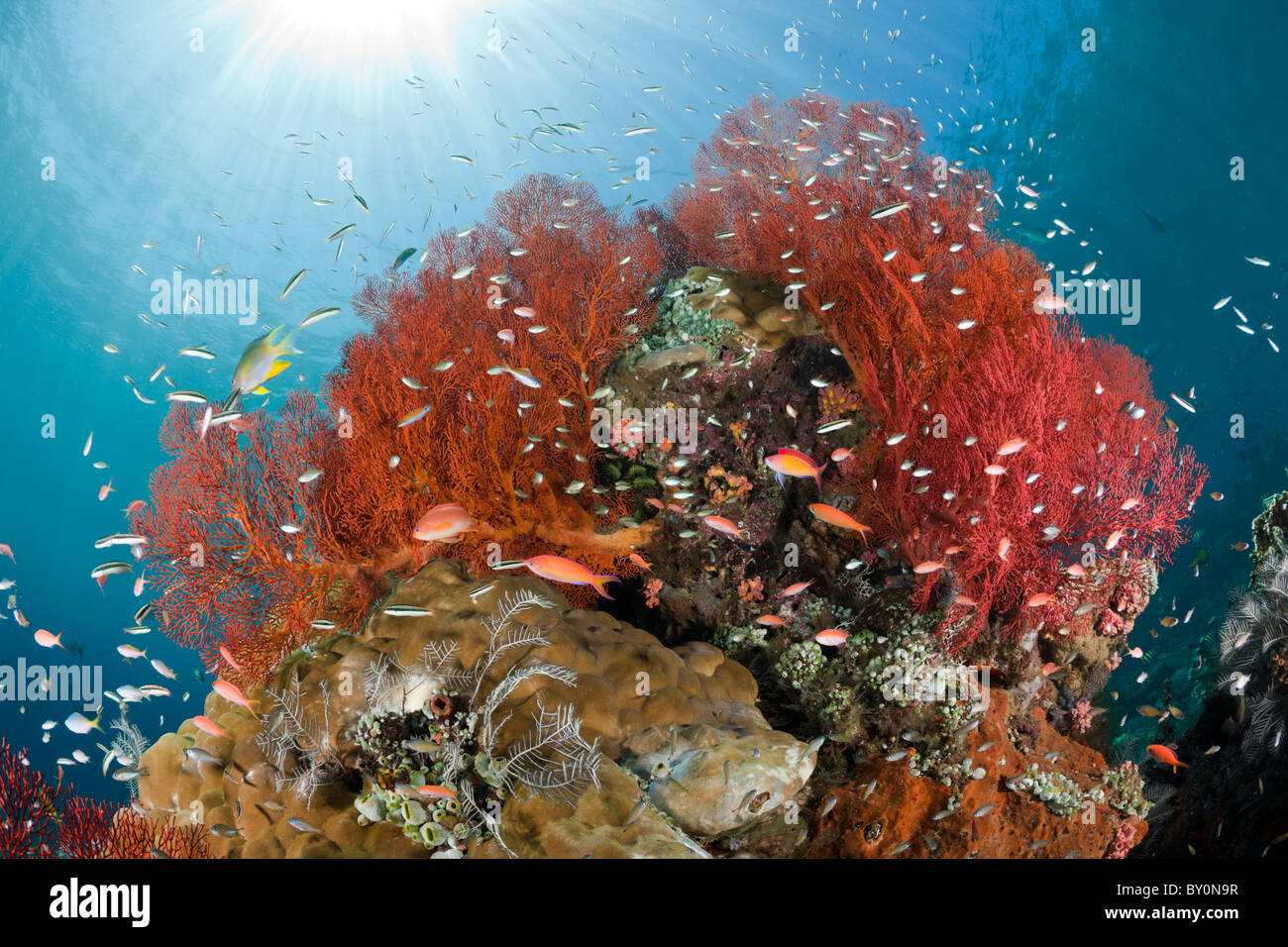 Coral Reef, Amed, Bali, Indonesia Foto Stock