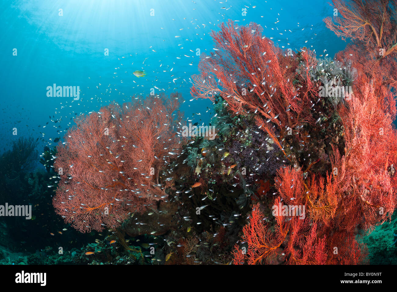 Coral Reef, Amed, Bali, Indonesia Foto Stock