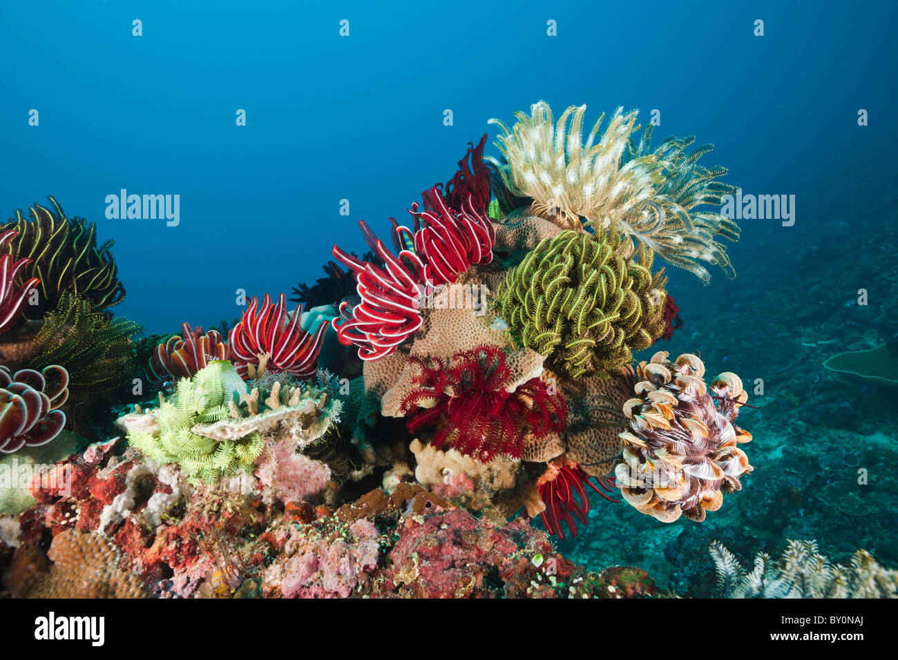 Crinoidi sulla barriera corallina, Comanthina sp., Amed, Bali, Indonesia Foto Stock