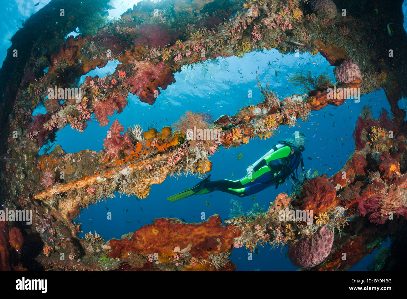 Subacqueo in immersione al relitto Liberty, Tulamben, Bali, Indonesia Foto Stock