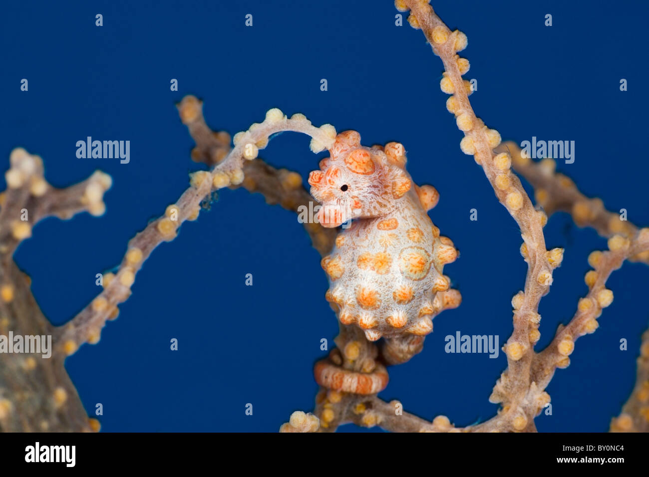 Bargibanti cavalluccio marino pigmeo, Hippocampus bargibanti, Alam Batu, Bali, Indonesia Foto Stock