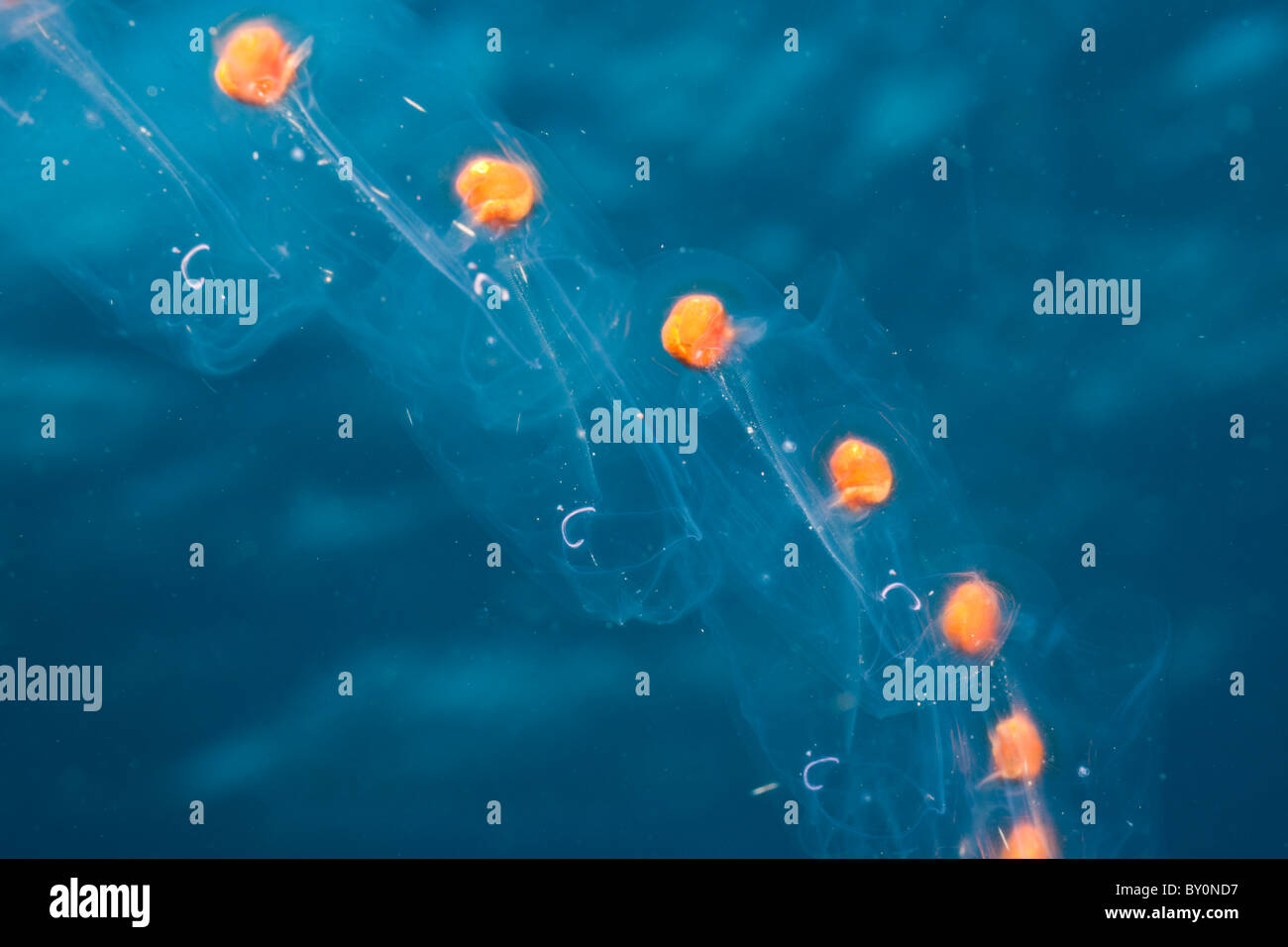 Catena di Salps, Salpa sp., Alam Batu, Bali, Indonesia Foto Stock