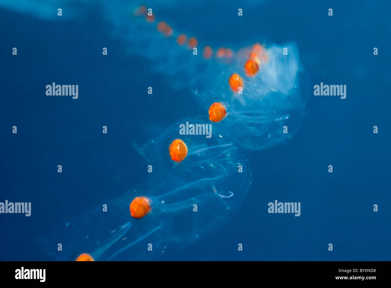 Catena di Salps, Salpa sp., Alam Batu, Bali, Indonesia Foto Stock