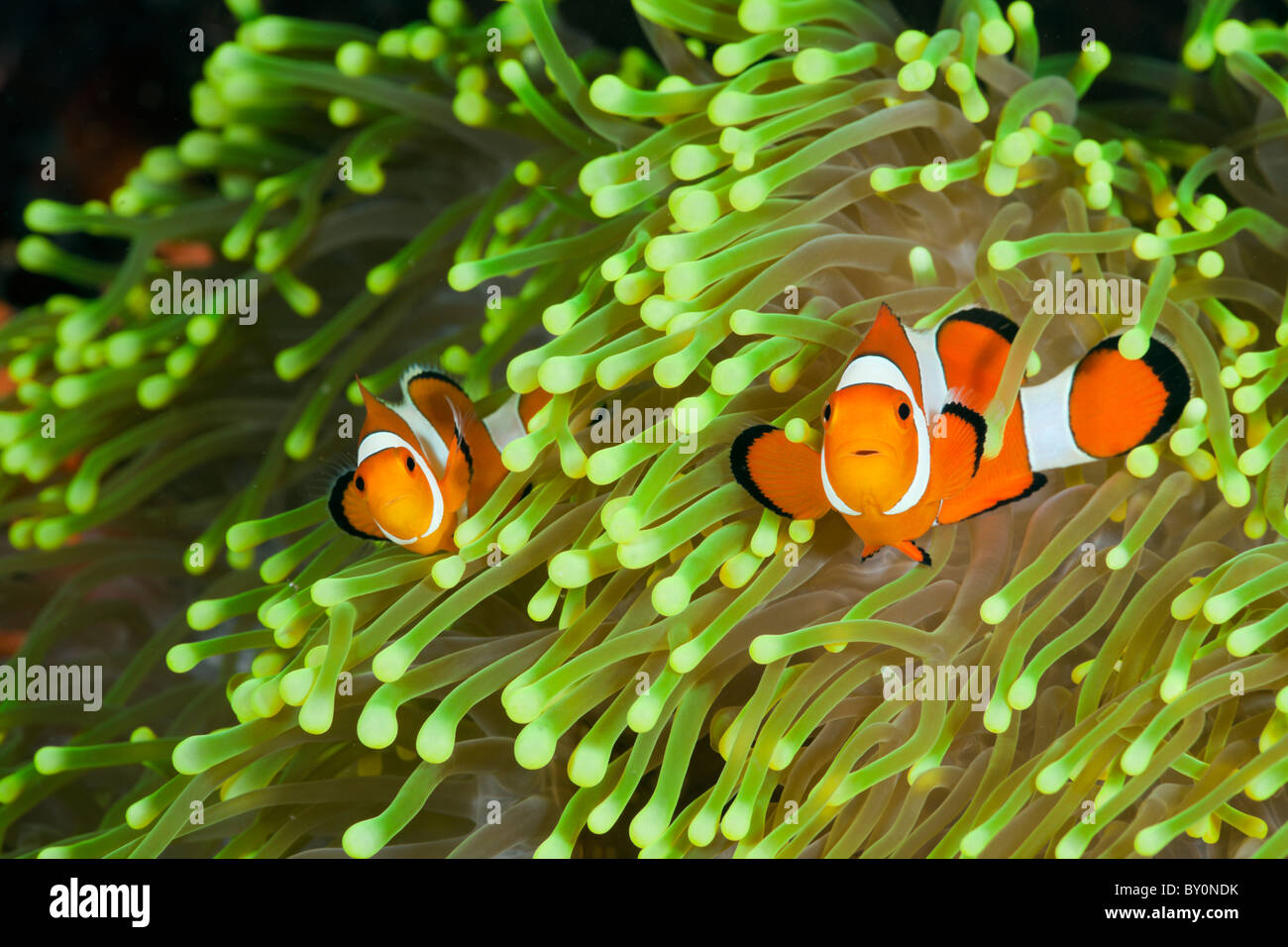 Clown Anemonefish, Amphiprion percula, Alam Batu, Bali, Indonesia Foto Stock