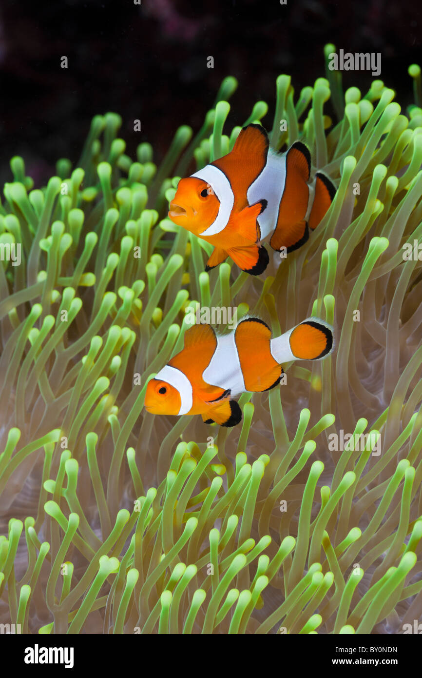 Clown Anemonefish, Amphiprion percula, Alam Batu, Bali, Indonesia Foto Stock