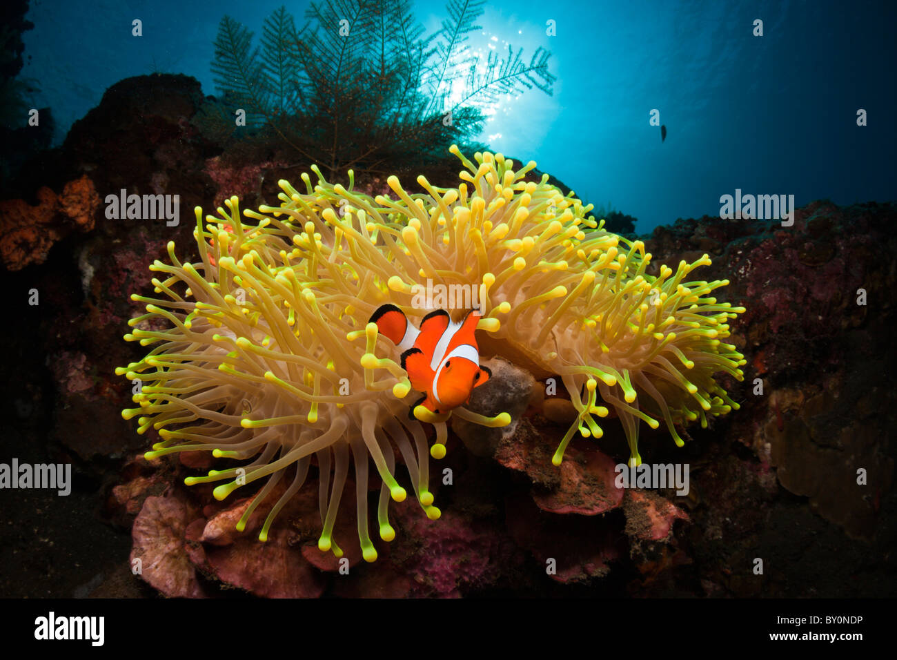 Clown Anemonefish, Amphiprion percula, Alam Batu, Bali, Indonesia Foto Stock