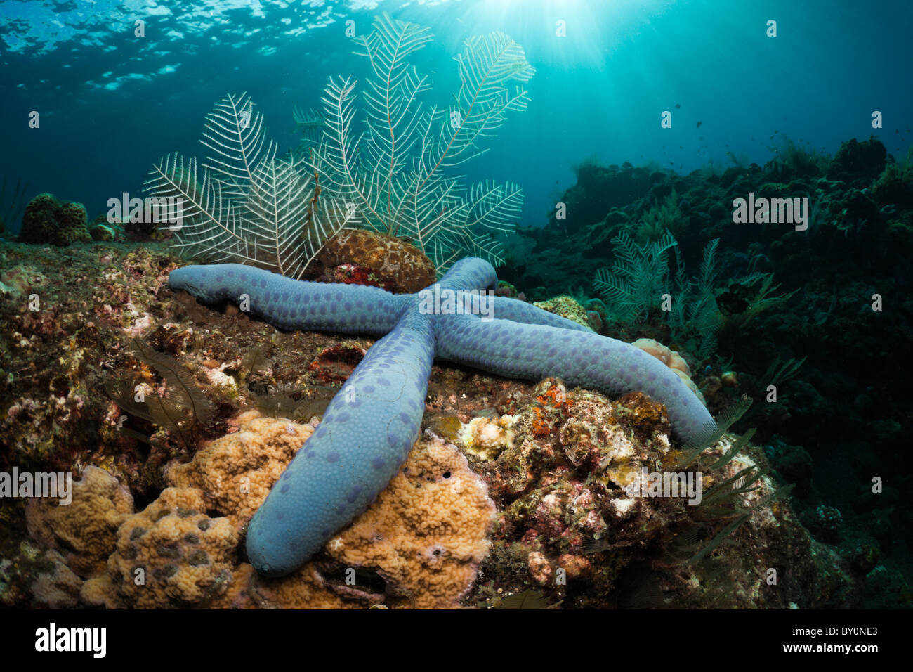 Blue Starfish in Coral Reef, Linckia laevigata, Alam Batu, Bali, Indonesia Foto Stock
