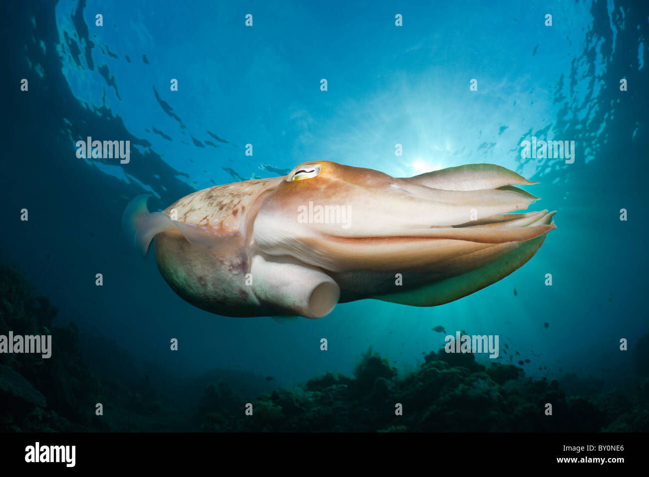 Broadclub Le Seppie Sepia latimanus, Alam Batu, Bali, Indonesia Foto Stock
