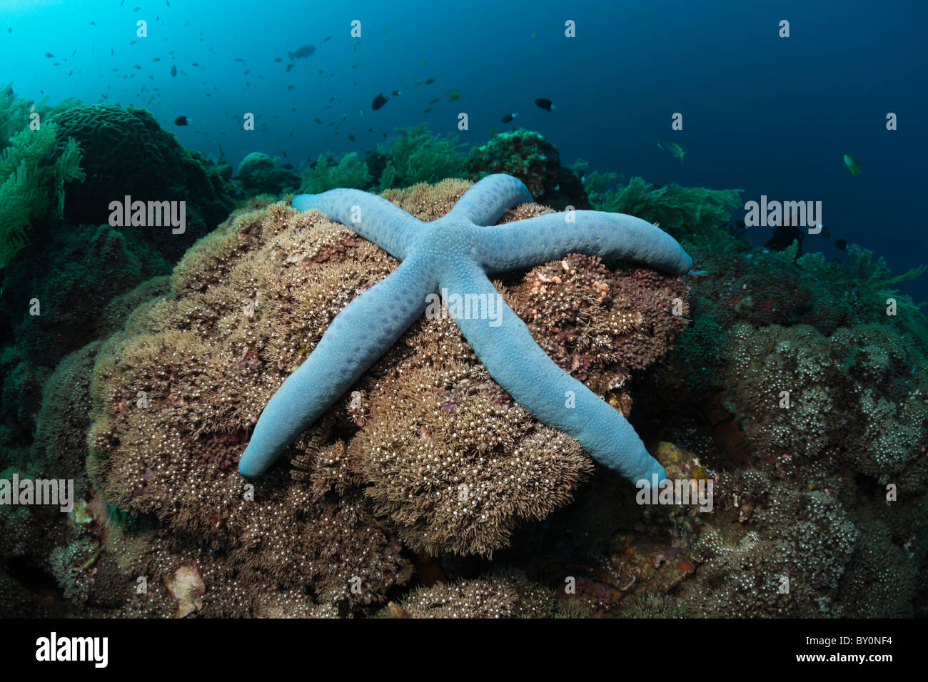 Blue Starfish in Coral Reef, Linckia laevigata, Alam Batu, Bali, Indonesia Foto Stock