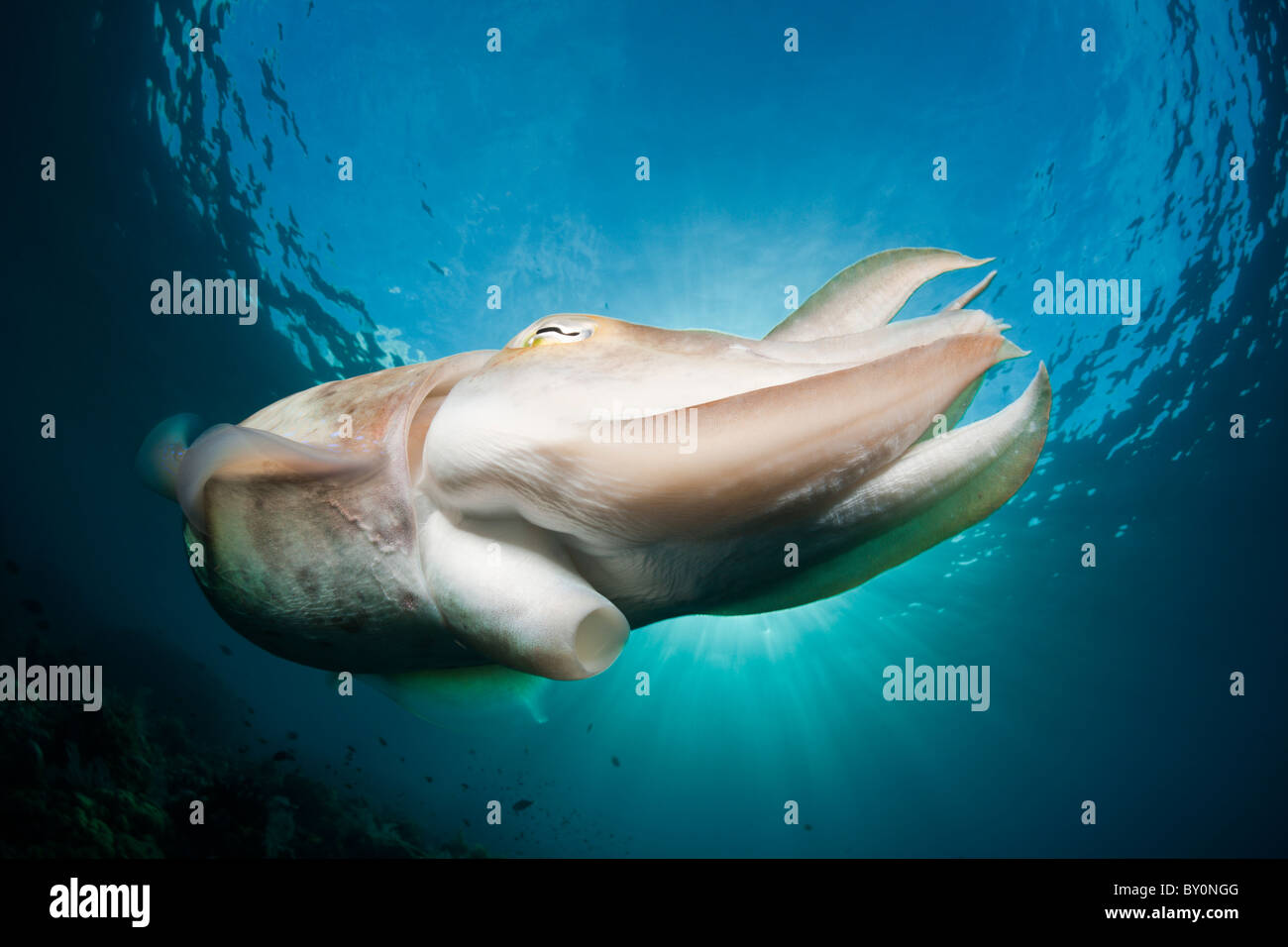 Broadclub Le Seppie Sepia latimanus, Alam Batu, Bali, Indonesia Foto Stock