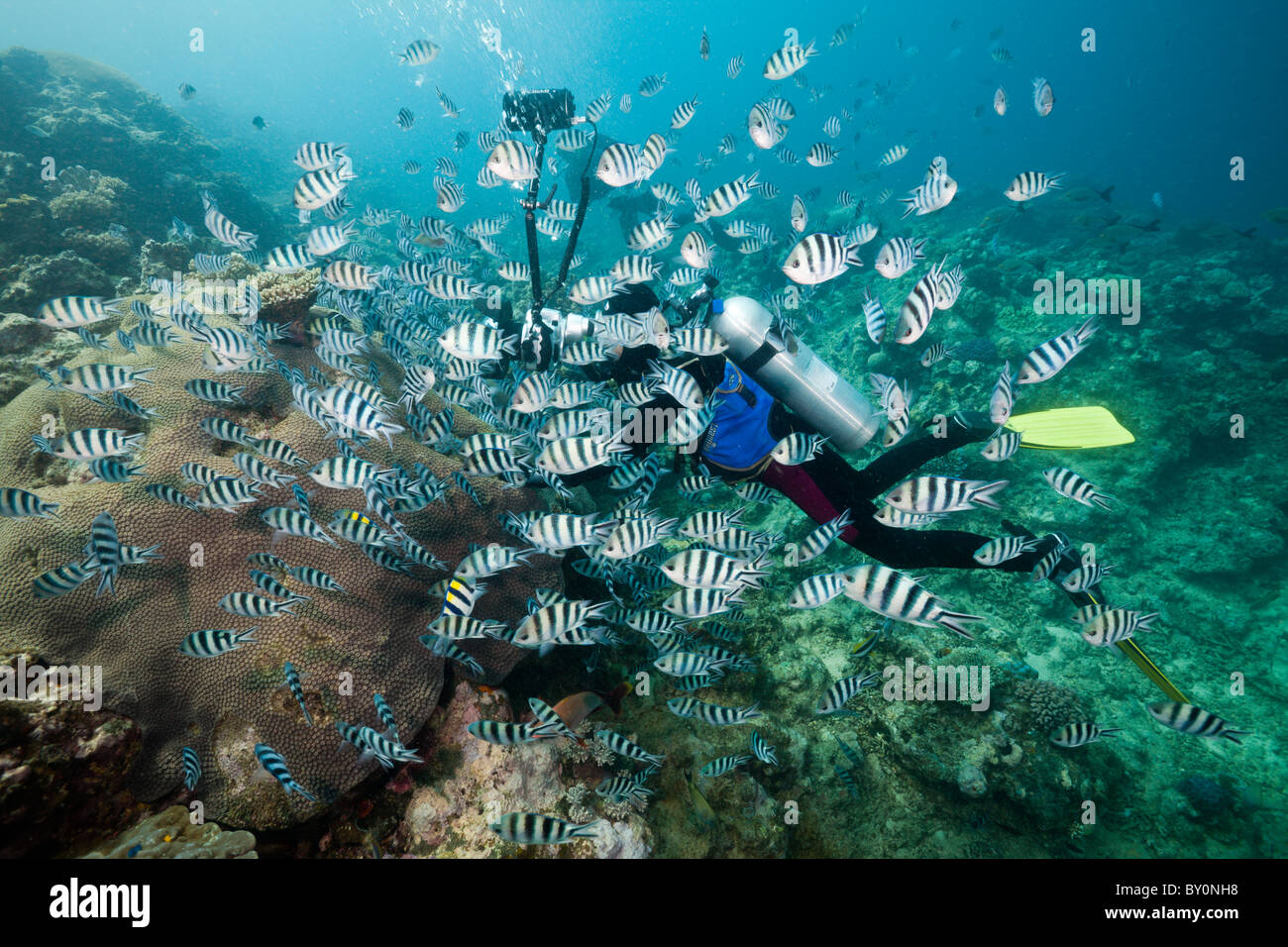 Sommozzatore preso le foto di scolarizzazione a forbice di coda-Sergente Major, Abudefduf sexfasciatus, Beqa Lagoon, Viti Levu, Isole Figi Foto Stock
