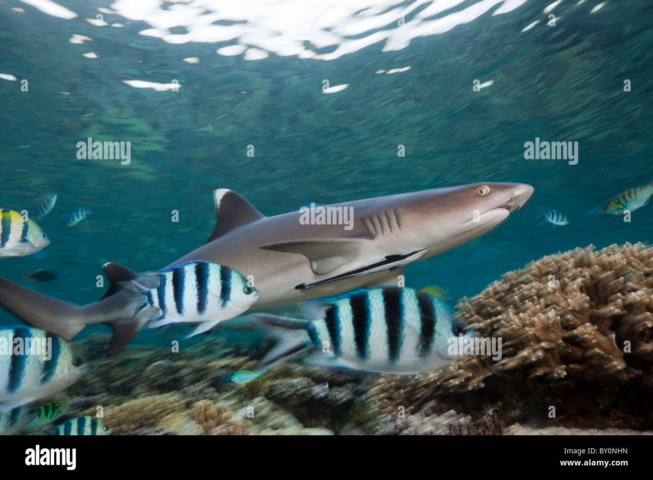 Whitetip Reef Shark, Triaenodon obesus, Beqa Lagoon, Viti Levu, Isole Figi Foto Stock