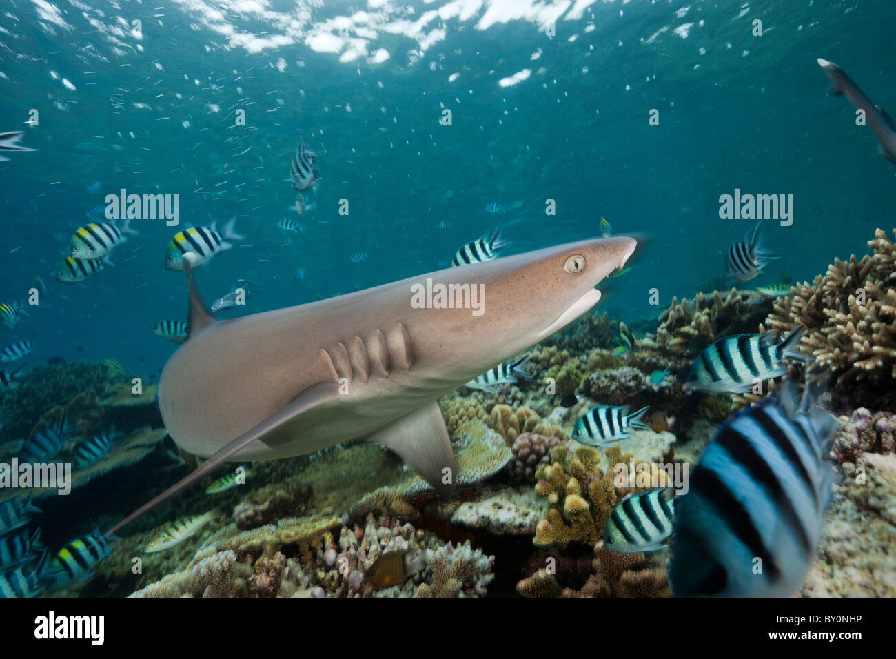 Whitetip Reef Shark, Triaenodon obesus, Beqa Lagoon, Viti Levu, Isole Figi Foto Stock