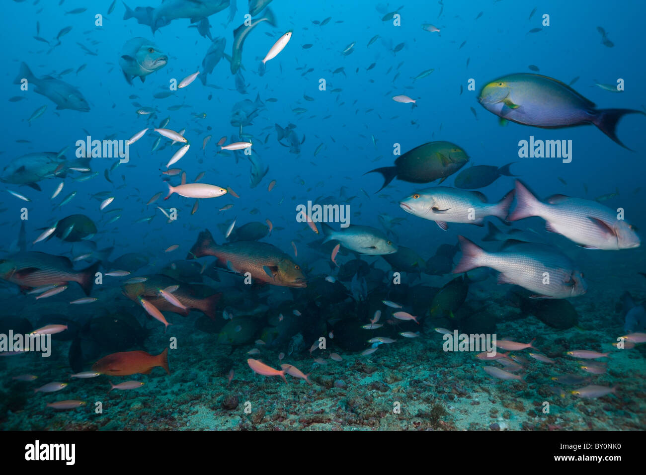 Caccia lutiani, Lutjanus sp., Beqa Lagoon, Viti Levu, Isole Figi Foto Stock