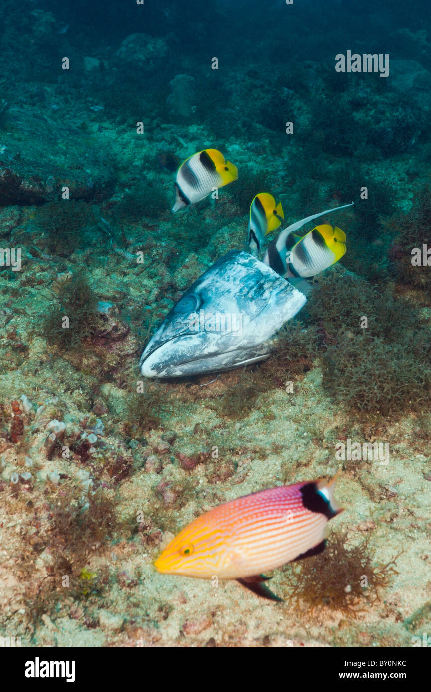 A doppia sella alimentazione Butterflyfish su Fishhead, Chaetodon ulietensis, Beqa Lagoon, Viti Levu, Isole Figi Foto Stock