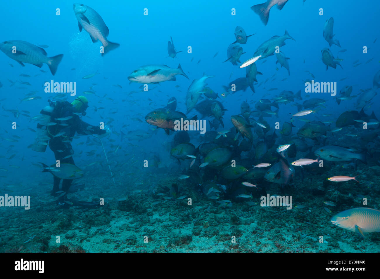 Scuba Diver alimentare lutiani, Lutjanus sp., Beqa Lagoon, Viti Levu, Isole Figi Foto Stock