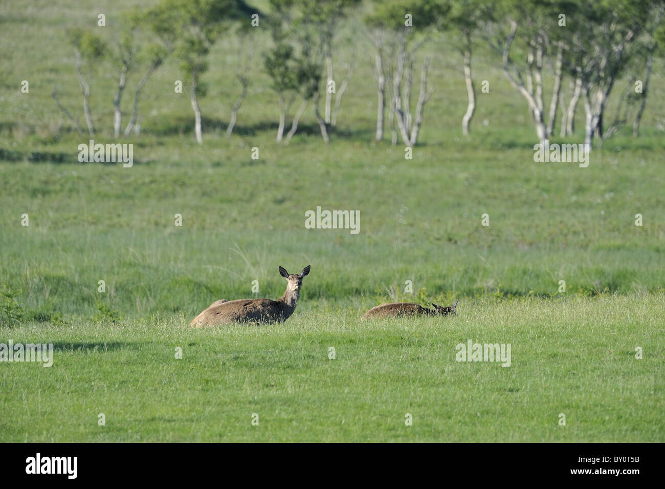 Il cervo (Cervus elaphus scoticus) gruppo di cervi che hanno perduto la loro palchi in appoggio in prato a molla Foto Stock