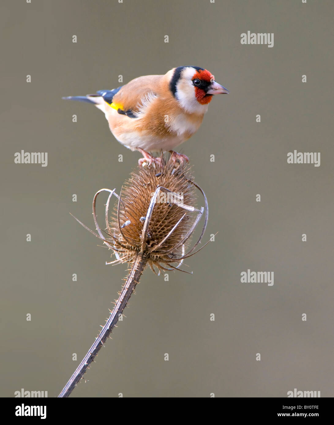 Cardellino su teasel Foto Stock
