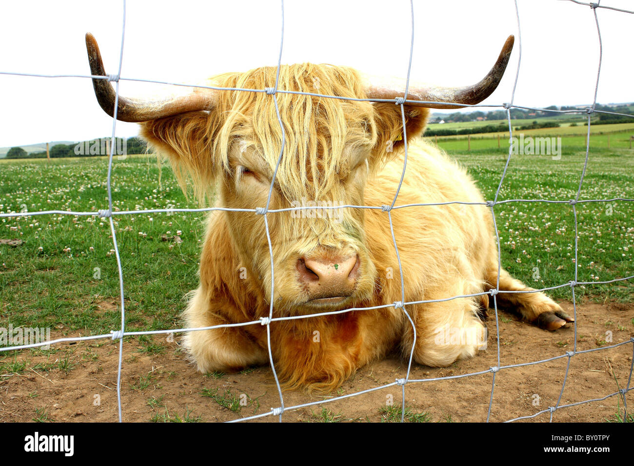 Un lungo pelo bufalo africano ingabbiata dietro un recinto di filo in una fattoria Foto Stock