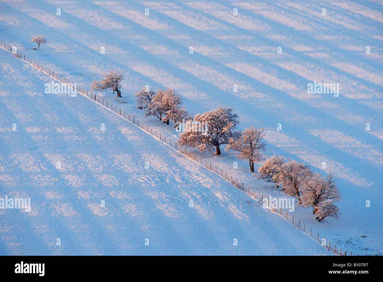 Campi recintati e piccoli alberi nella neve, Scotland, Regno Unito. Mostra runrig pattern. Foto Stock