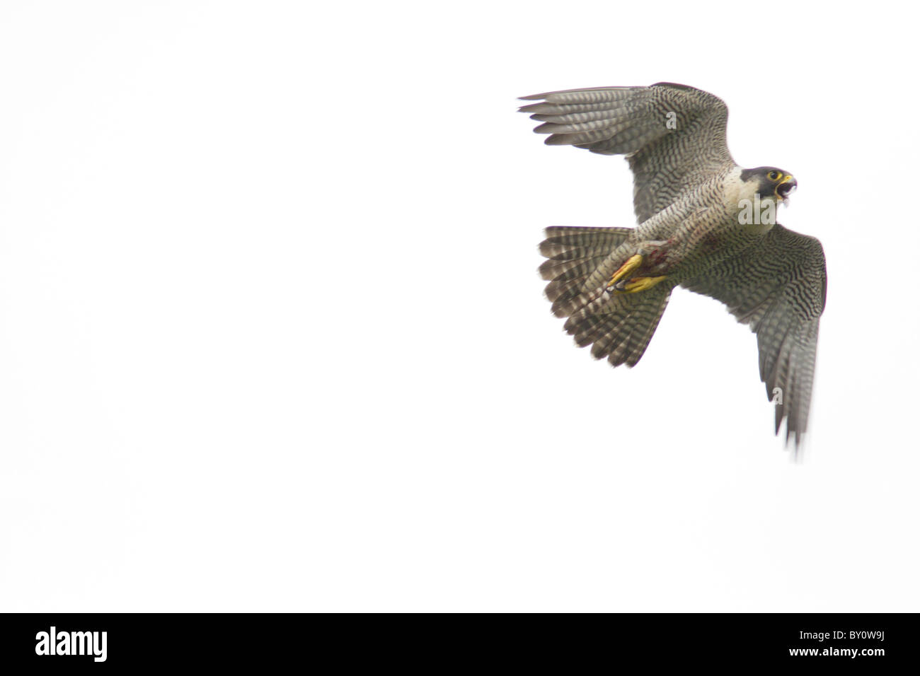 Falco pellegrino (Falco peregrinus) in volo, chiamando, Yorkshire, Regno Unito (tagliare) Foto Stock