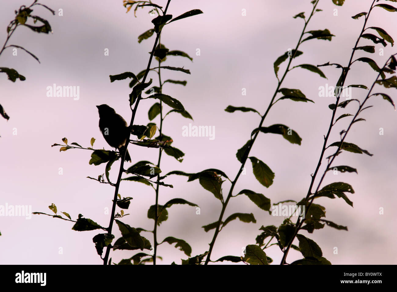 Tree sparrow silhouette in siepe, estate, nello Yorkshire, Regno Unito Foto Stock