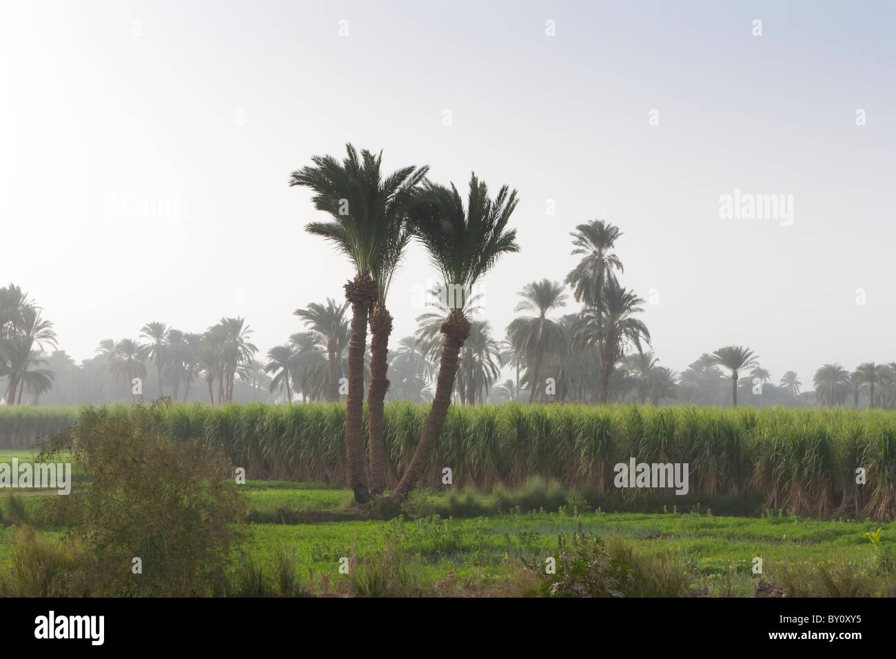 Vista su terreni agricoli guardando la canna da zucchero prodotto nella valle del Nilo, Medio Egitto. Foto Stock