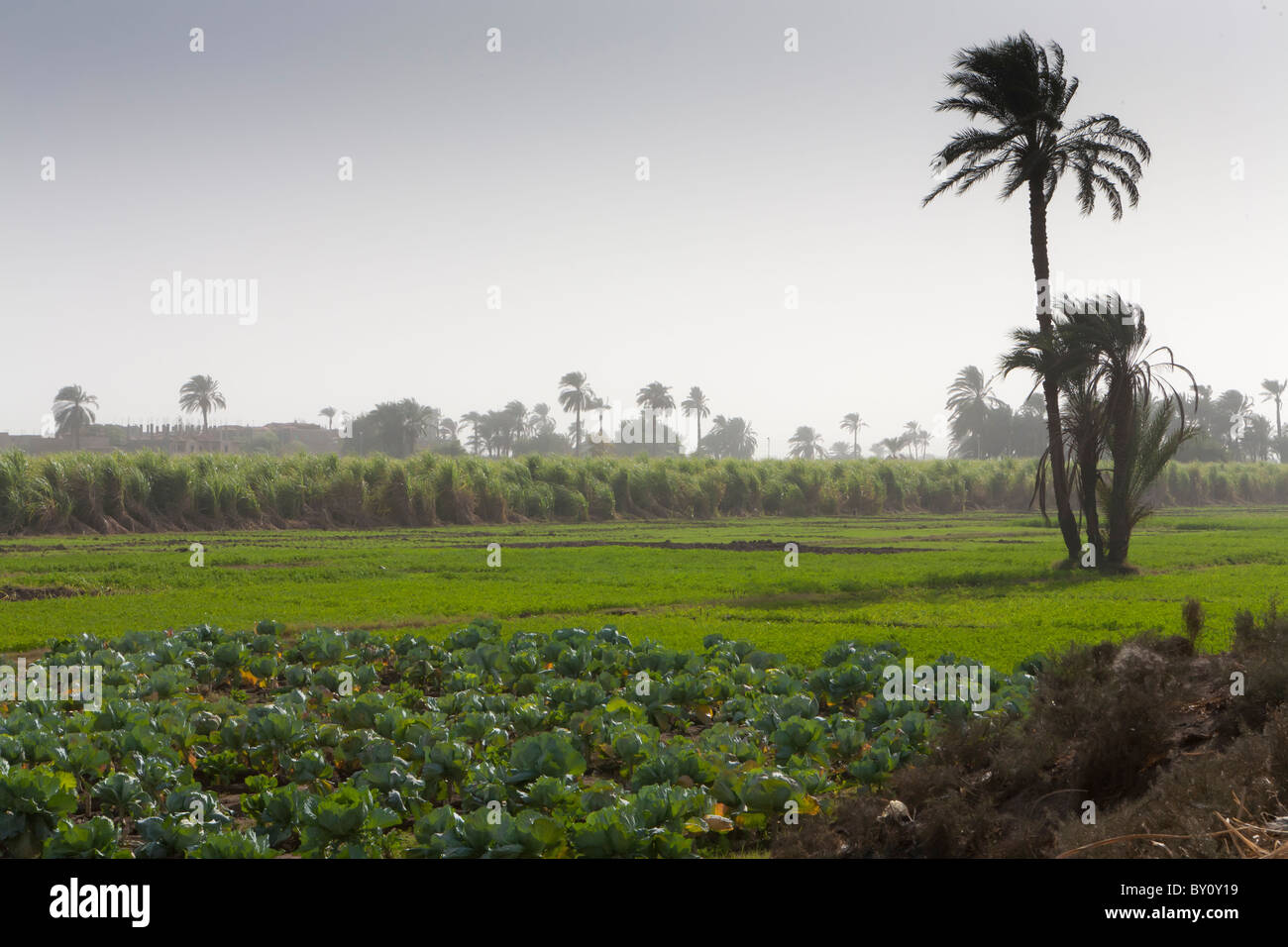 Vista su terreni agricoli guardando i cavoli cappucci e canna da zucchero prodotto nella valle del Nilo, Medio Egitto. Foto Stock