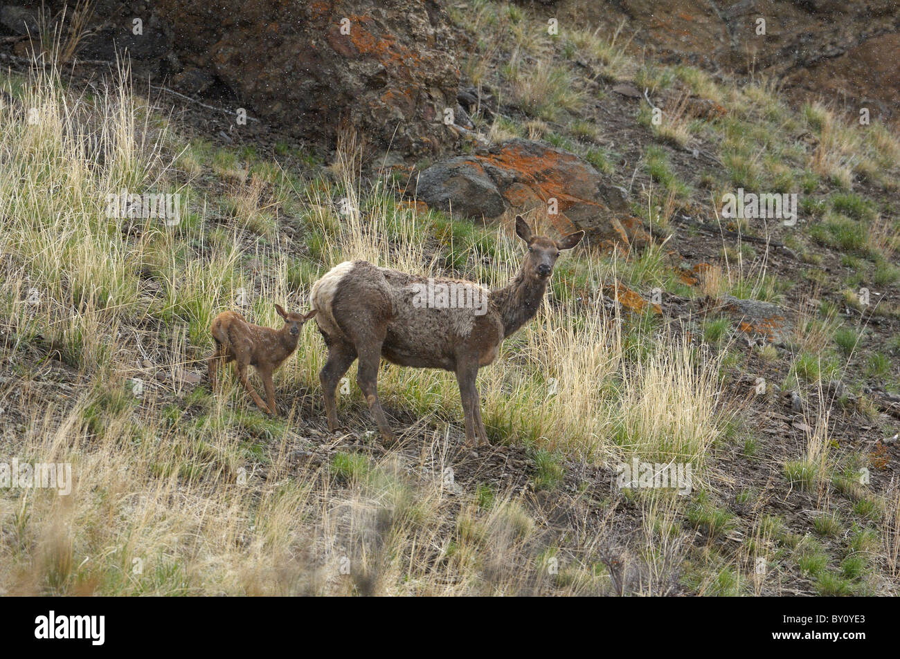 Madre Elk e vitello neonato sul pendio di montagna Foto Stock
