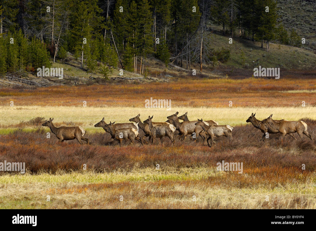 Elk mandria in movimento a Yellowstone. Foto Stock
